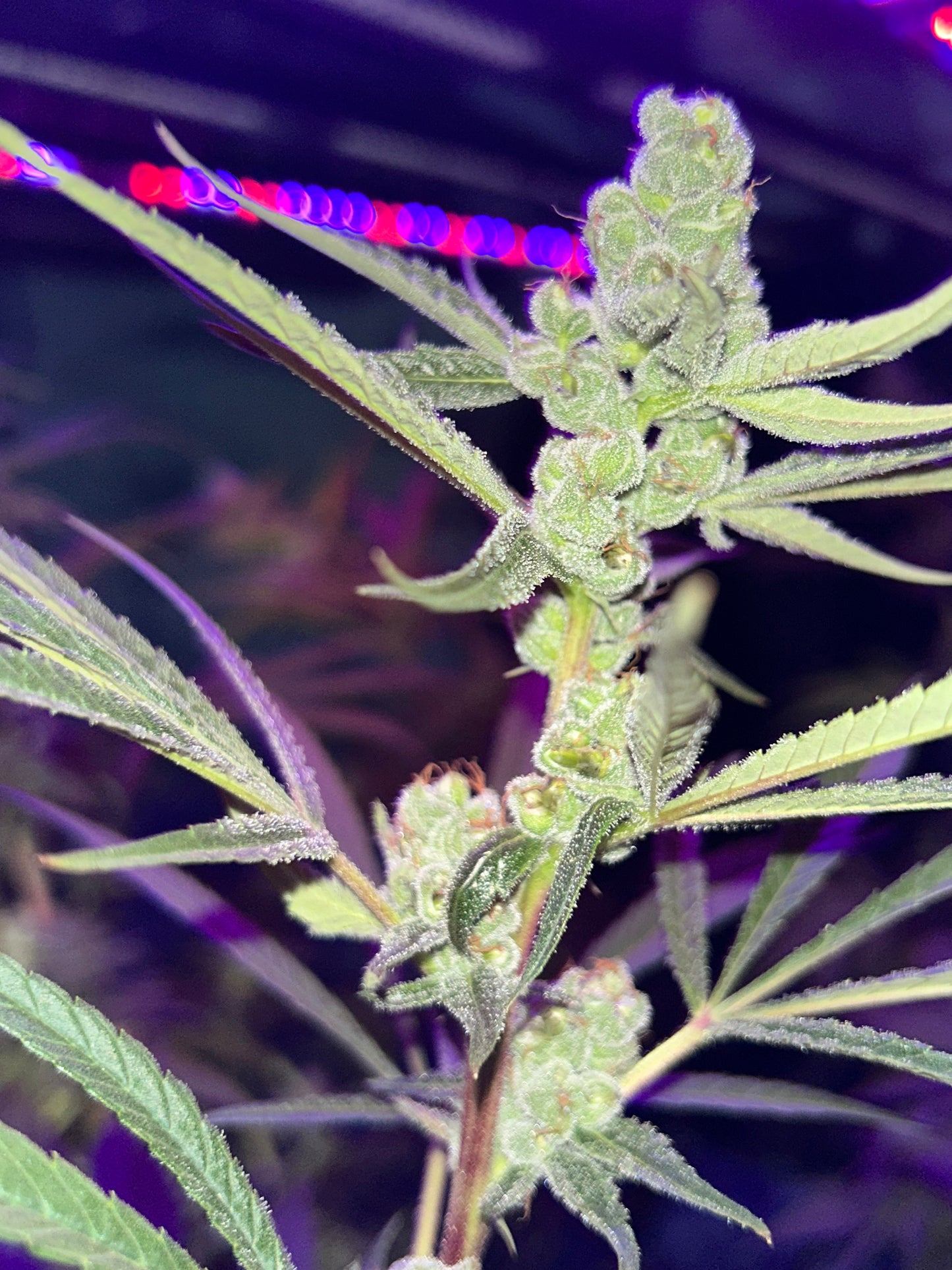 Swabi, Khyber Pakhtunkhwa