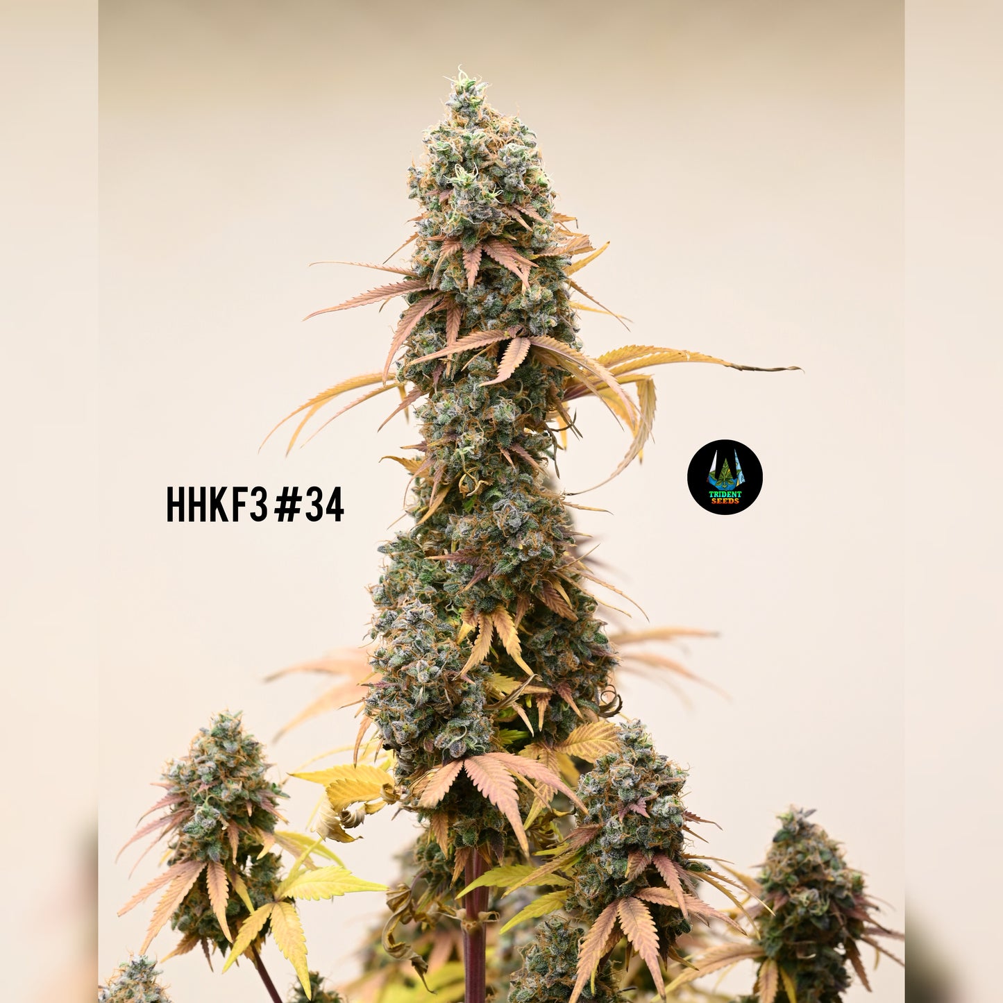 Highland Hindu Kush - F4