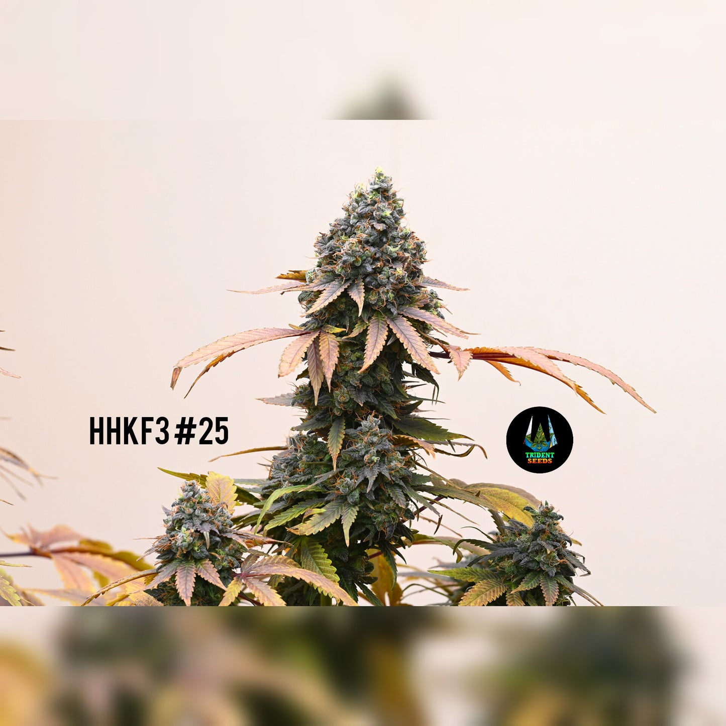 Highland Hindu Kush - F4