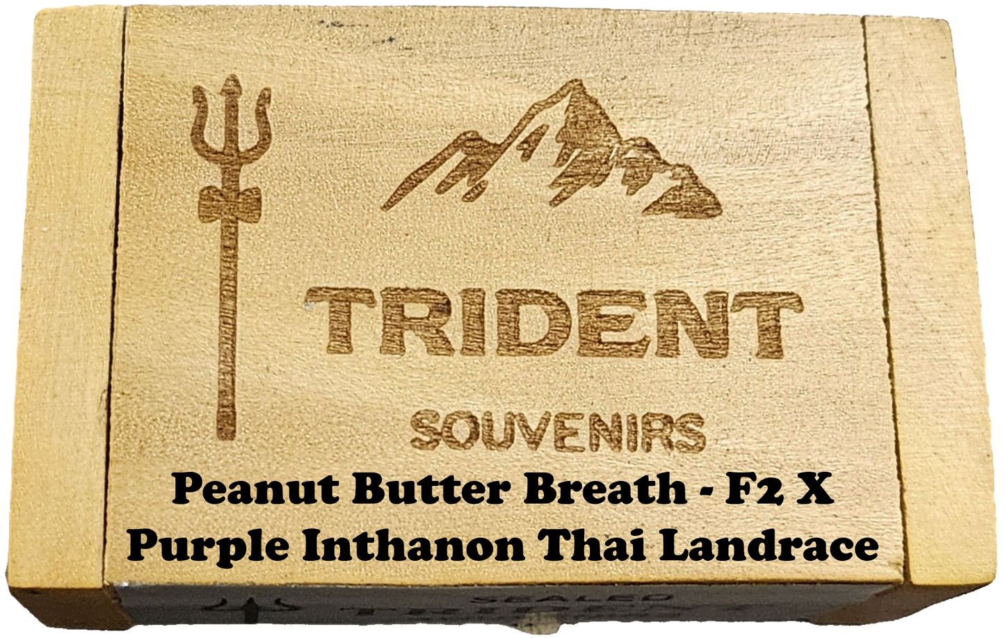 Peanut Butter Breath - F2 X Purple Inthanon Thai Landrace