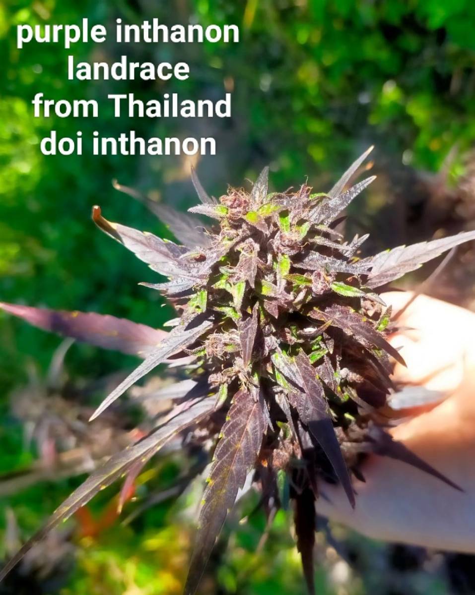 Purple Inthanon