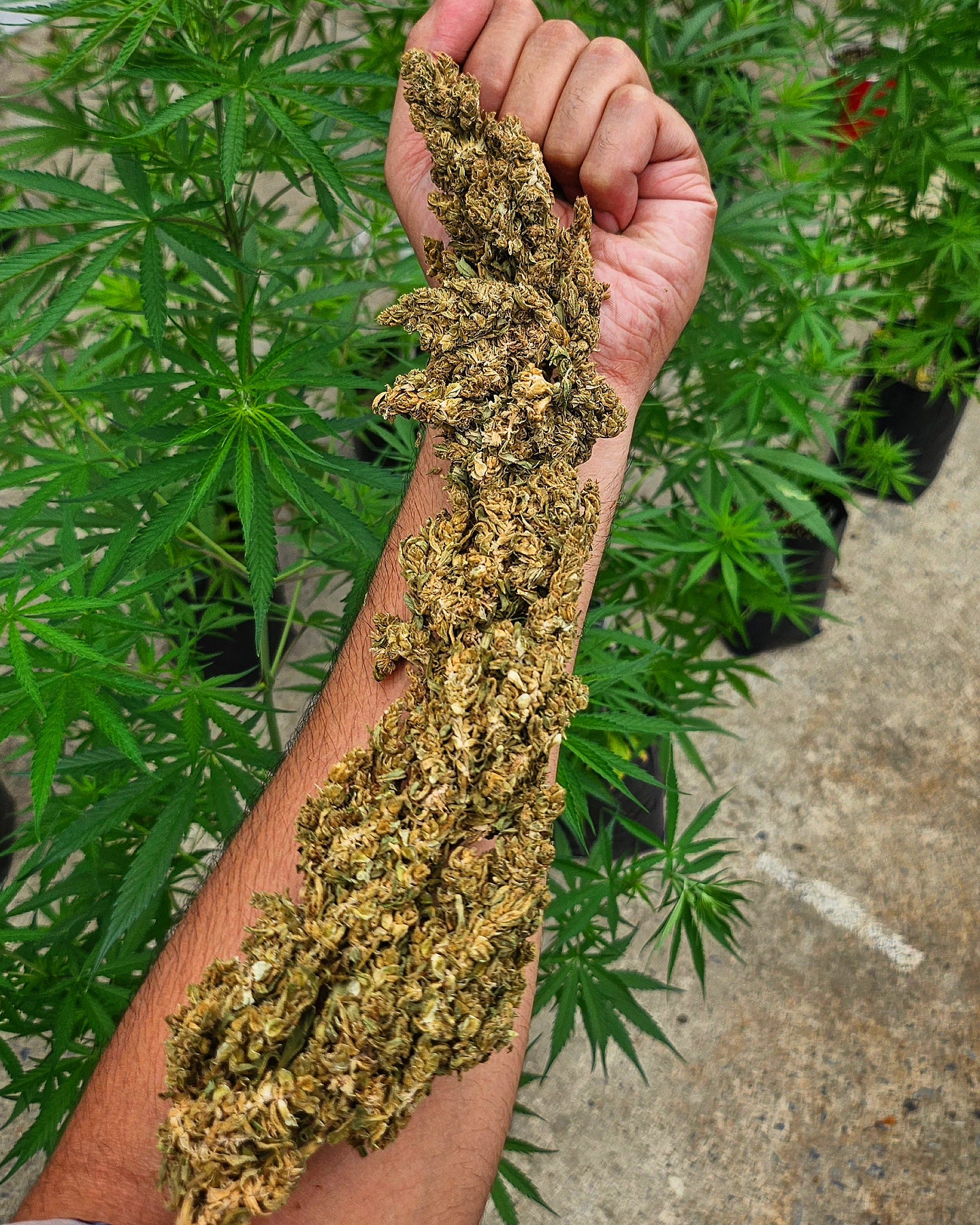 Thai Squirrel Tail landrace