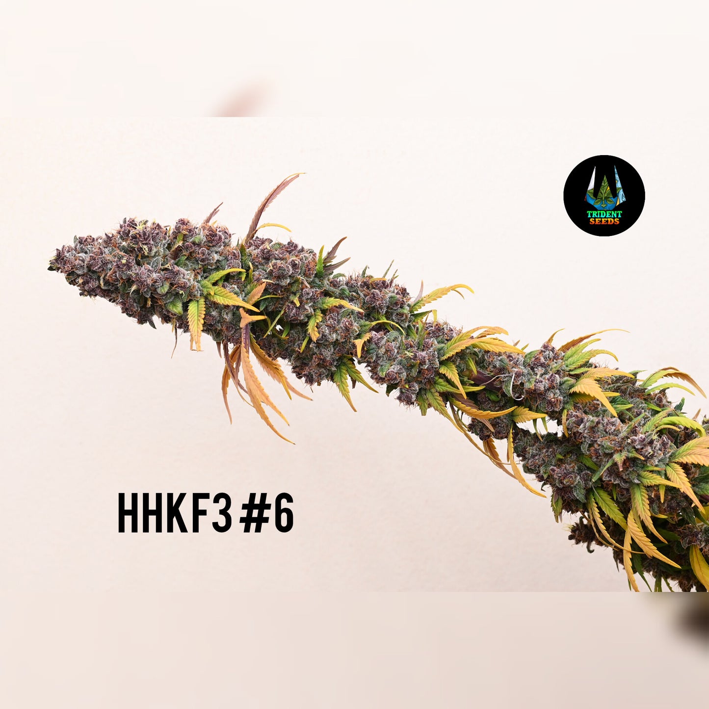 Highland Hindu Kush - F4