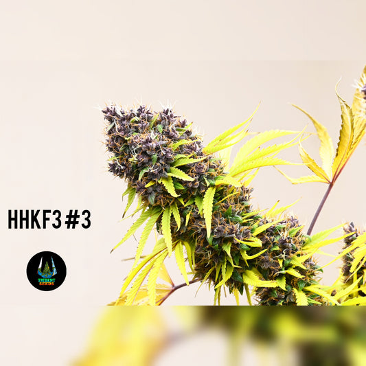 Highland Hindu Kush - F4