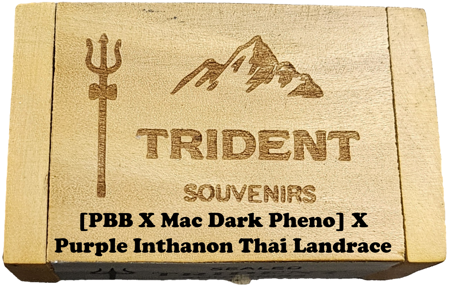 [PBB X Mac Dark Pheno] X Purple Inthanon Thai Landrace
