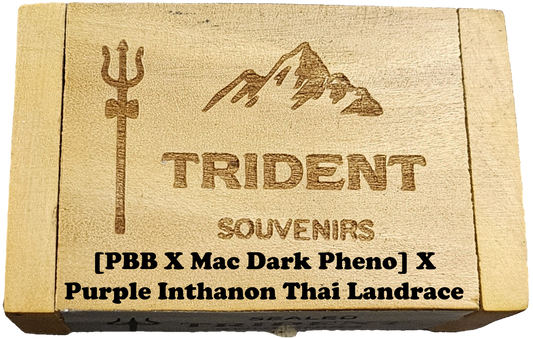 [PBB X Mac Dark Pheno] X Purple Inthanon Thai Landrace