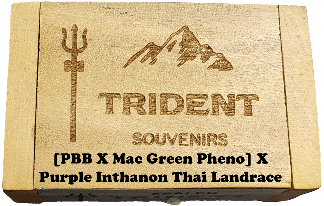 Landrace Hybrids Trident Souvenirs
