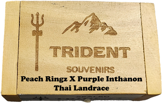 Peach Ringz X Purple Inthanon Thai Landrace