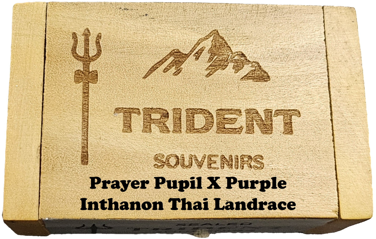 Prayer Pupil X Purple Inthanon Thai Landrace