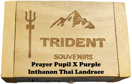 Prayer Pupil X Purple Inthanon Thai Landrace