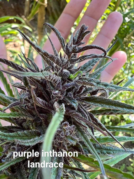 Purple Inthanon