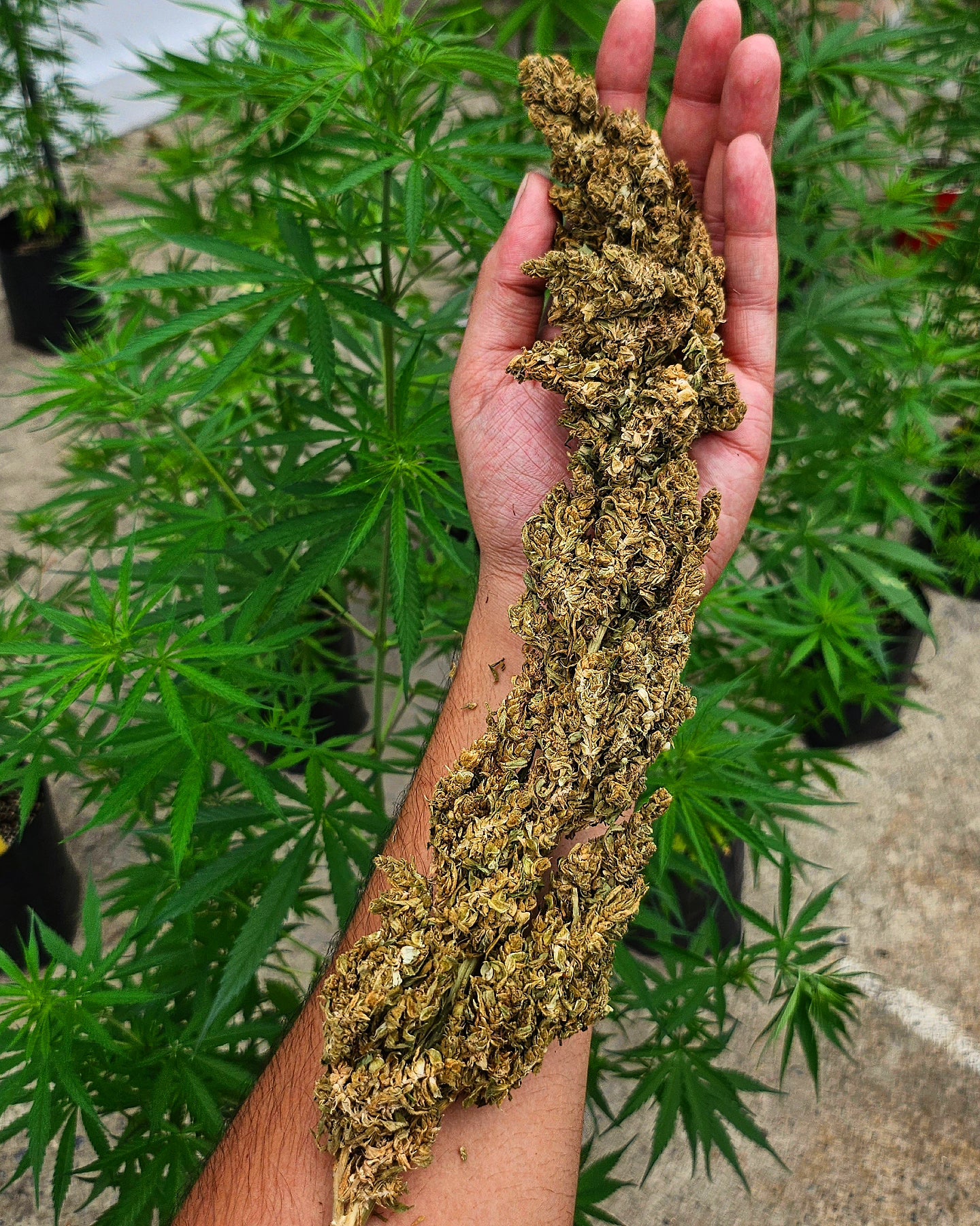 Thai Squirrel Tail landrace