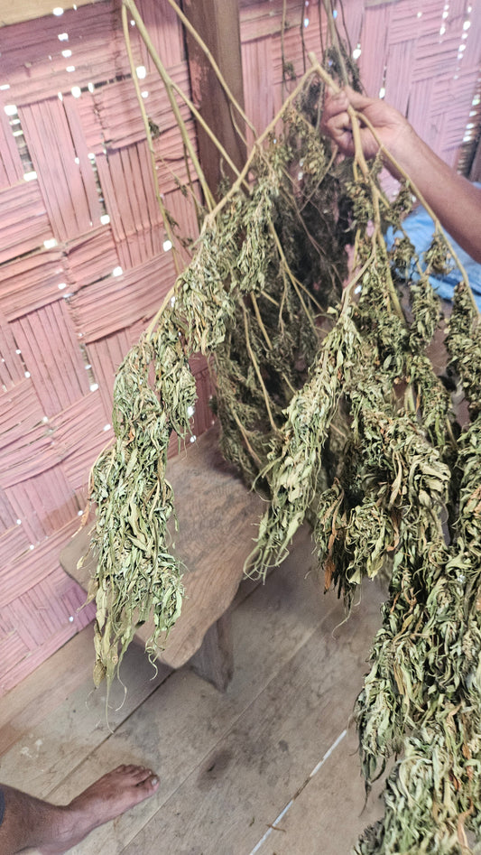 Lampang local variety