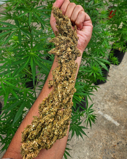 Thai Squirrel Tail landrace