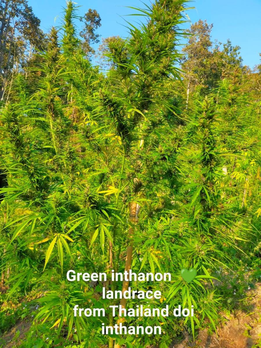 Green Inthanon