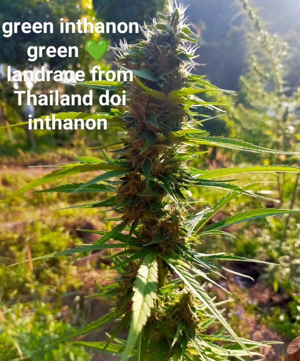 Green Inthanon